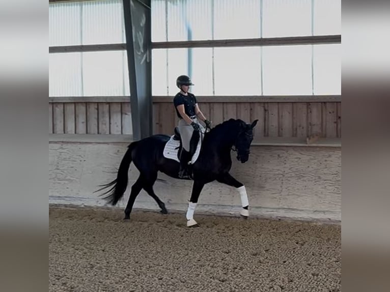 Hanovrien Hongre 5 Ans 165 cm Noir in Rosenheim