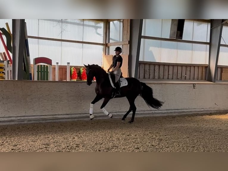 Hanovrien Hongre 5 Ans 165 cm Noir in Rosenheim