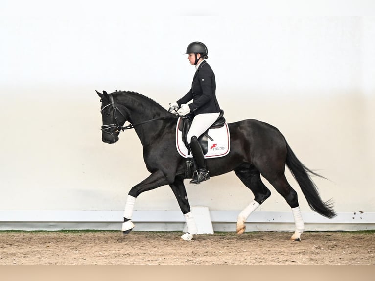 Hanovrien Hongre 5 Ans 165 cm Noir in Lüdinghausen