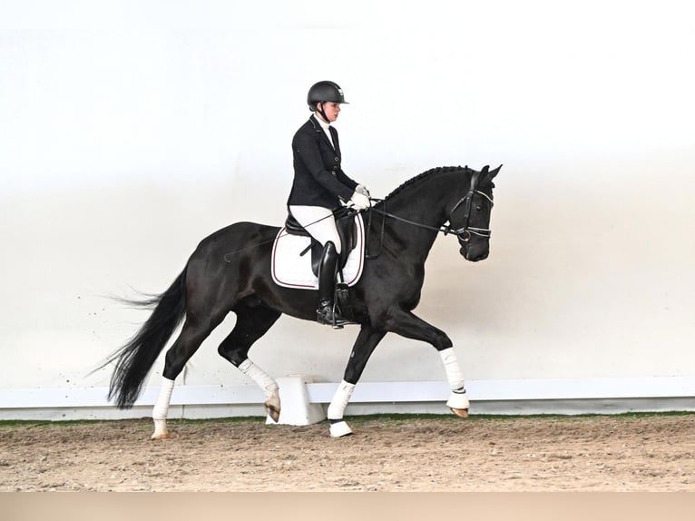 Hanovrien Hongre 5 Ans 165 cm Noir in Saerbeck