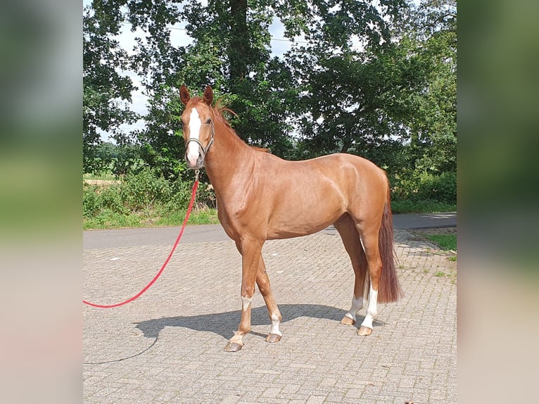 Hanovrien Hongre 5 Ans 166 cm Alezan in Wietmarschen