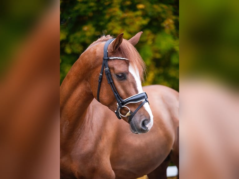 Hanovrien Hongre 5 Ans 166 cm Alezan in Essen (Oldenburg)