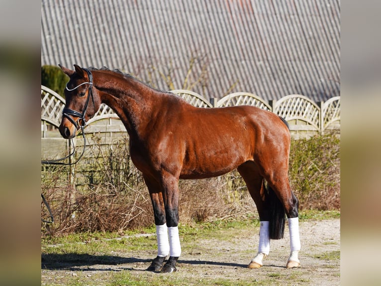 Hanovrien Hongre 5 Ans 166 cm Bai brun in Hohenfelde