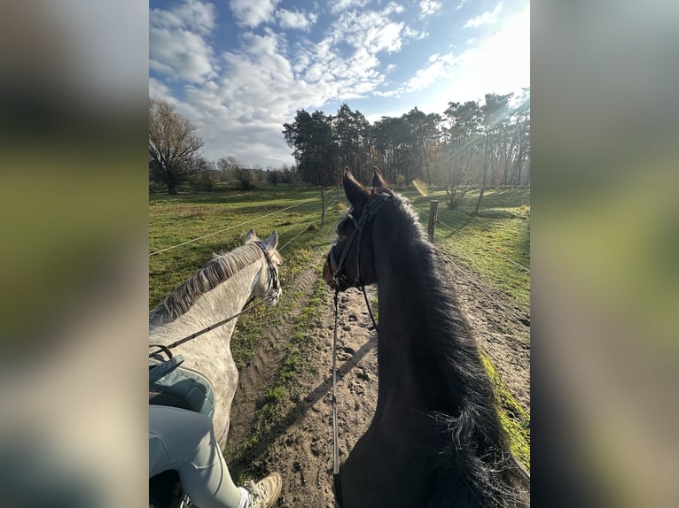 Hanovrien Hongre 5 Ans 166 cm Bai brun in Teupitz