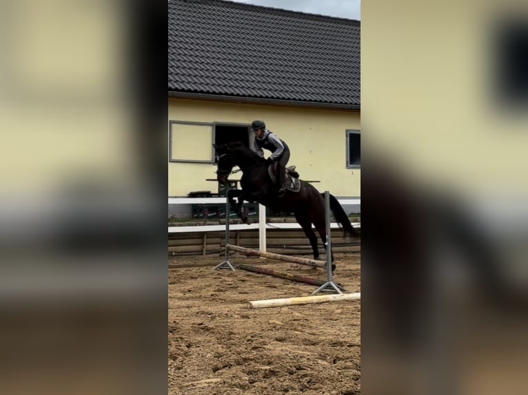 Hanovrien Hongre 5 Ans 166 cm Bai brun in Teupitz