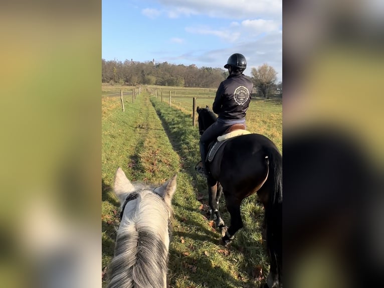 Hanovrien Hongre 5 Ans 166 cm Bai brun in Teupitz