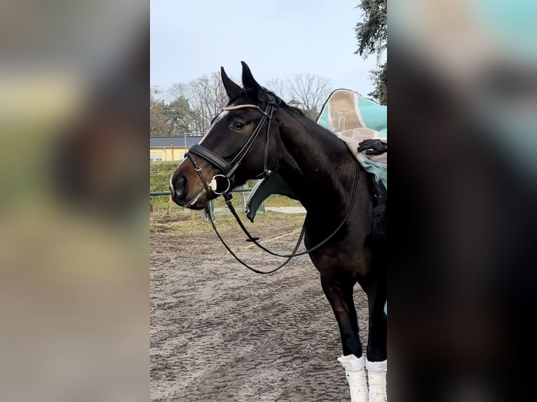 Hanovrien Hongre 5 Ans 166 cm Bai brun in Teupitz