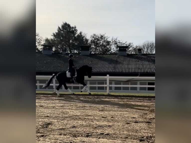 Hanovrien Hongre 5 Ans 166 cm Bai brun in Teupitz