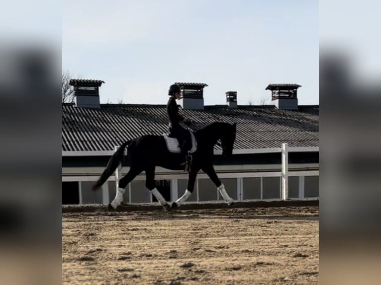 Hanovrien Hongre 5 Ans 166 cm Bai brun in Teupitz