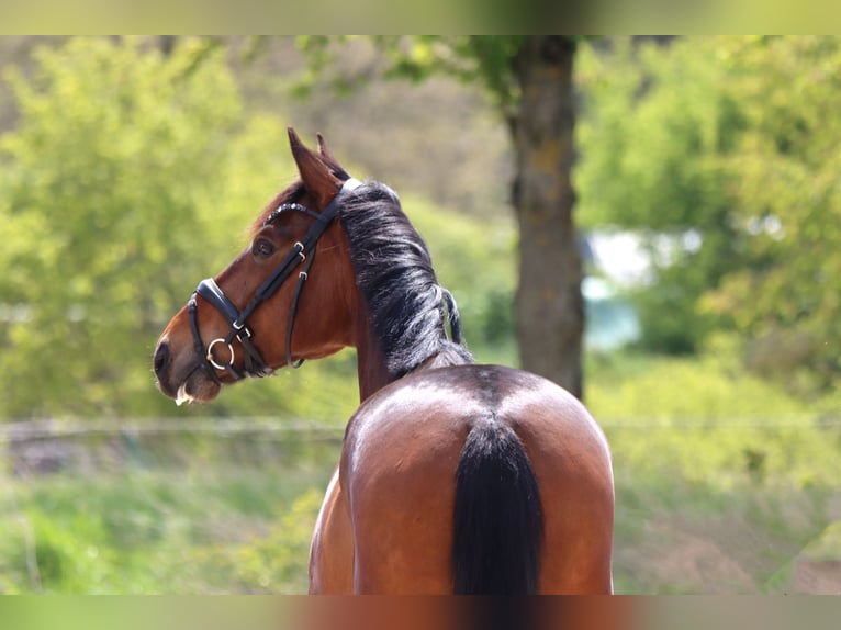 Hanovrien Hongre 5 Ans 166 cm Bai in Standenbühl