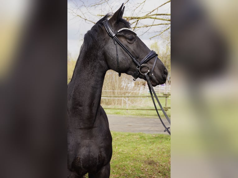 Hanovrien Hongre 5 Ans 166 cm Noir in Springe