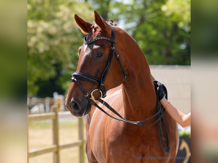 Hanovrien Hongre 5 Ans 166 cm Noir in Verden