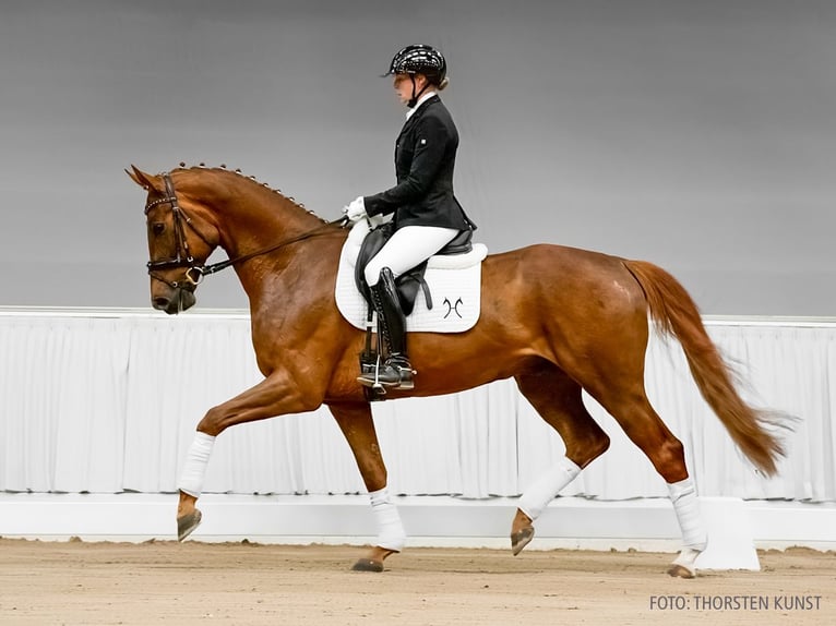 Hanovrien Hongre 5 Ans 166 cm Noir in Verden