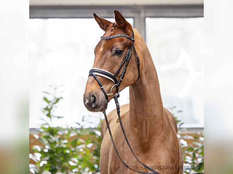 Hanovrien Hongre 5 Ans 167 cm Alezan in Verden