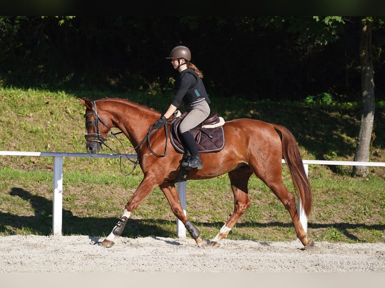Hanovrien Hongre 5 Ans 167 cm Alezan in Prag Region