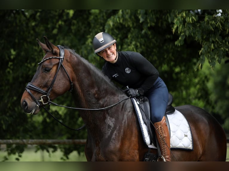 Hanovrien Hongre 5 Ans 167 cm Bai brun in Altenstadt