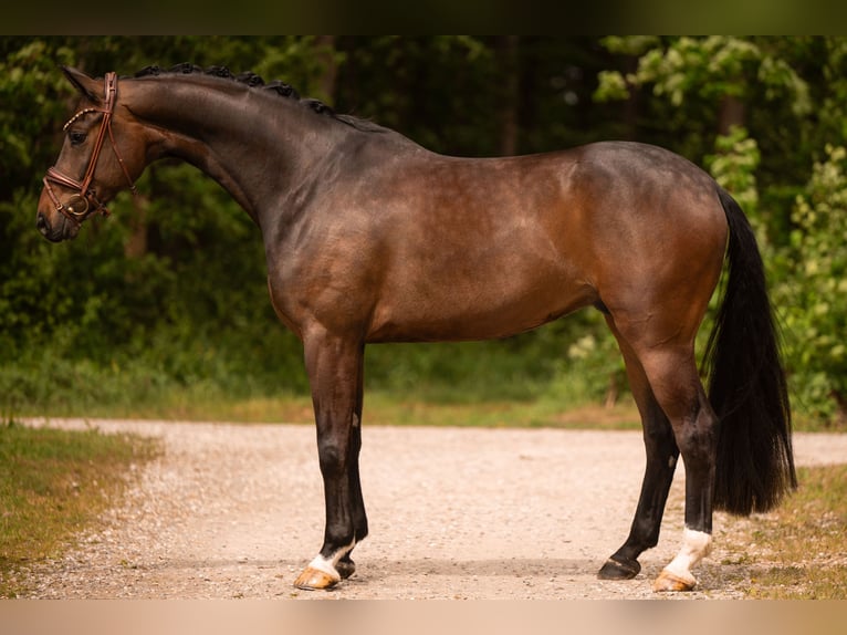 Hanovrien Hongre 5 Ans 167 cm Bai brun in Wehringen