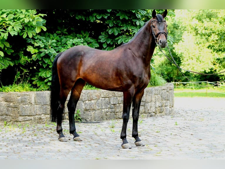 Hanovrien Hongre 5 Ans 167 cm Bai brun in Kefferhausen