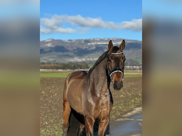 Hanovrien Hongre 5 Ans 167 cm Bai brun foncé in Deitingen