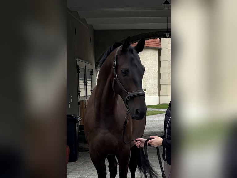 Hanovrien Hongre 5 Ans 167 cm Bai brun foncé in St. P&#xF6;lten