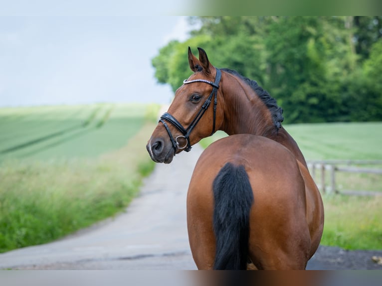 Hanovrien Hongre 5 Ans 167 cm Bai in Bramsche