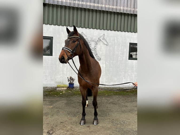 Hanovrien Hongre 5 Ans 167 cm Bai in Neuhaus Hanovrien Hongre 5 Ans 167 cm Bai in Neuhaus
