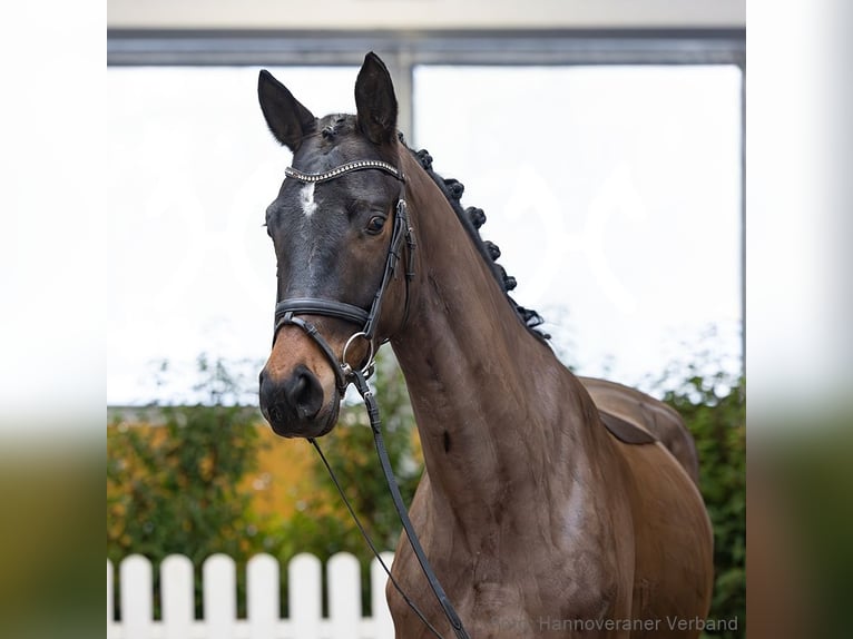 Hanovrien Hongre 5 Ans 167 cm Bai in Verden