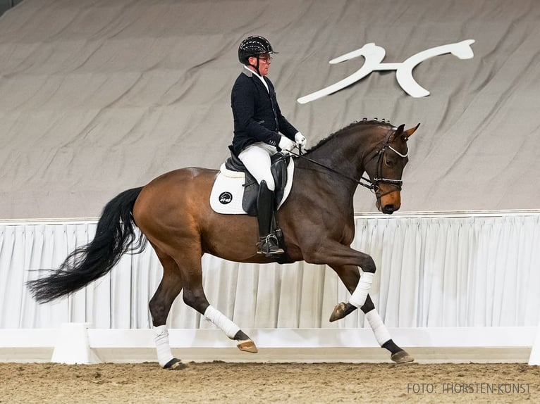 Hanovrien Hongre 5 Ans 167 cm Bai in Verden