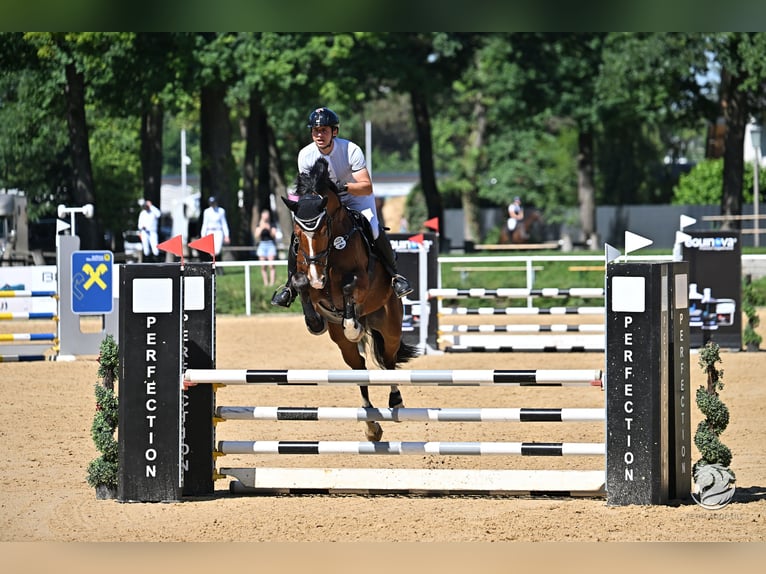 Hanovrien Hongre 5 Ans 167 cm Bai in Aying