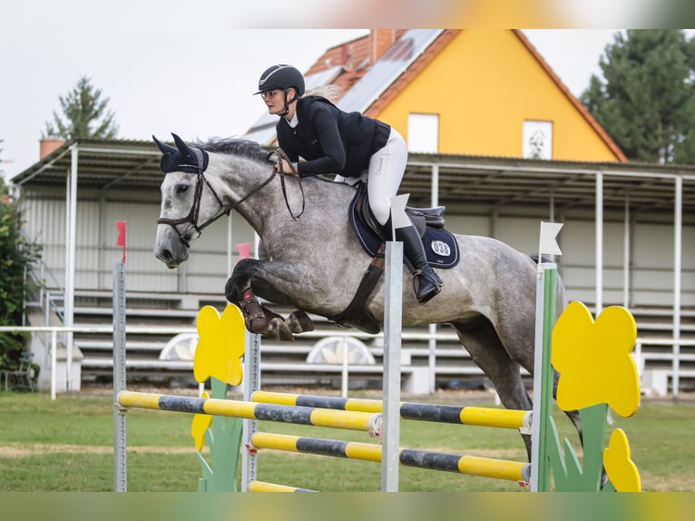 Hanovrien Hongre 5 Ans 167 cm Gris in Zöthen