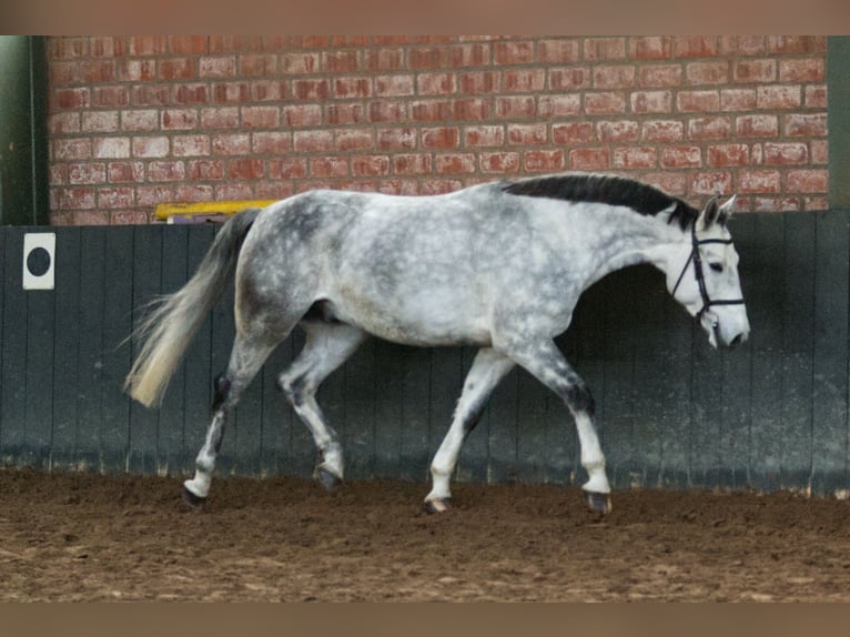 Hanovrien Hongre 5 Ans 167 cm Gris pommelé in Preußisch Oldendorf