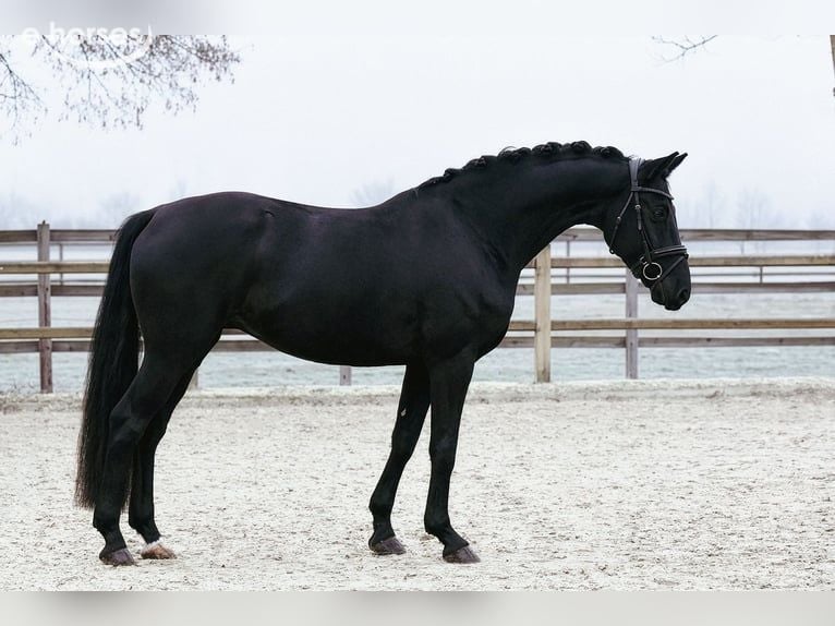 Hanovrien Hongre 5 Ans 167 cm Noir in Riedstadt