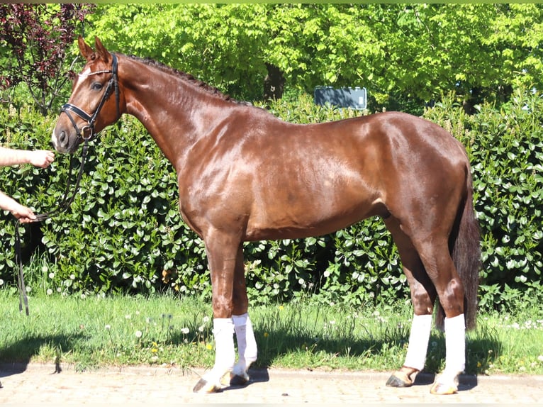 Hanovrien Hongre 5 Ans 168 cm Alezan brûlé in Selsingen
