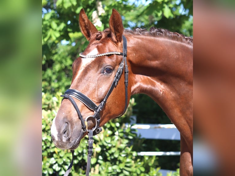 Hanovrien Hongre 5 Ans 168 cm Alezan brûlé in Selsingen