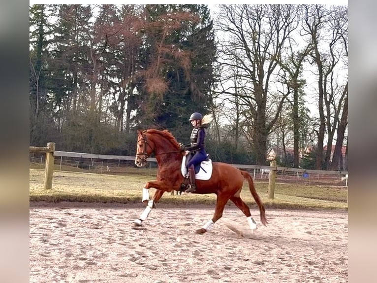 Hanovrien Hongre 5 Ans 168 cm Alezan in Kirchlinteln