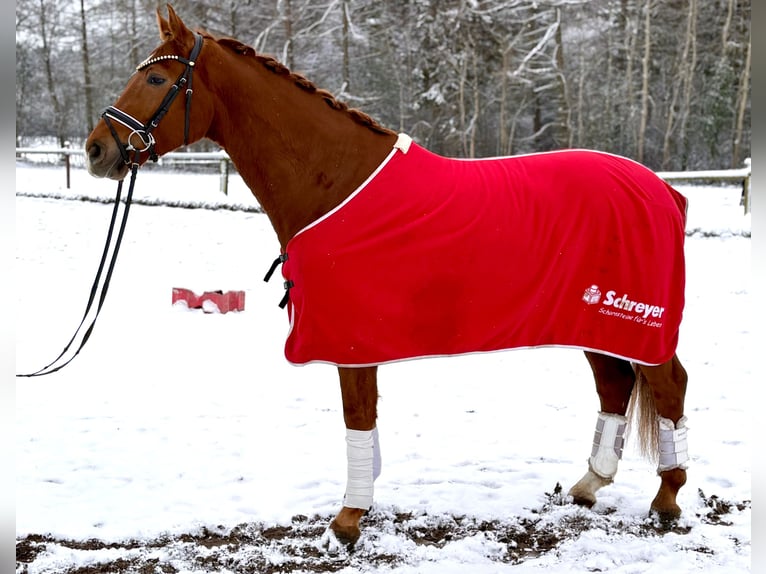 Hanovrien Hongre 5 Ans 168 cm Alezan in Kirchlinteln