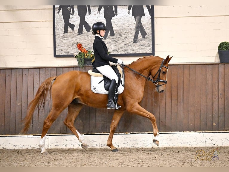 Hanovrien Hongre 5 Ans 168 cm Alezan in Ankum