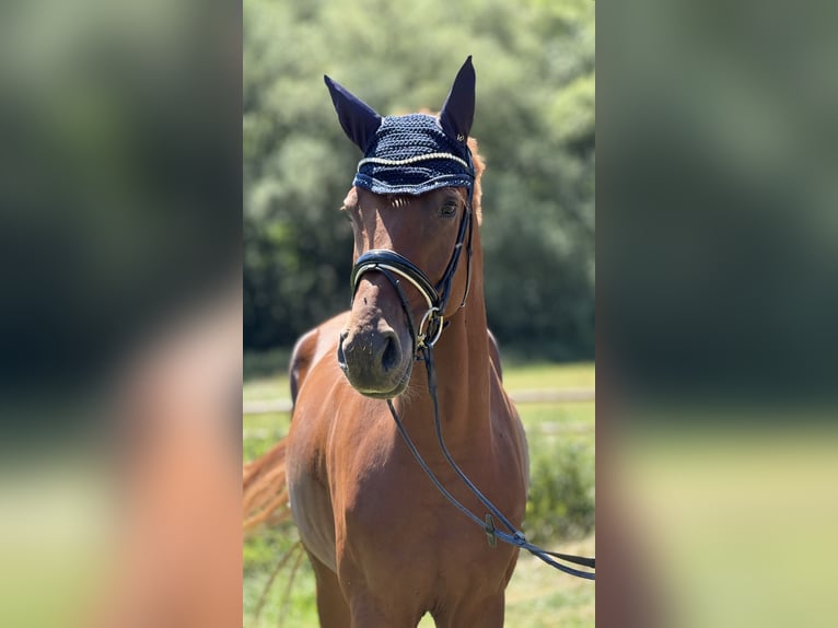 Hanovrien Hongre 5 Ans 168 cm Alezan in Schenklengsfeld
