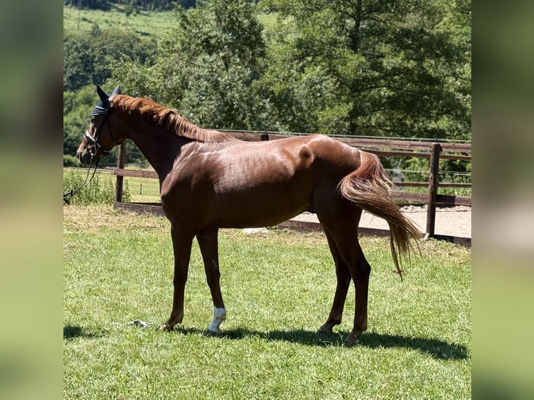 Hanovrien Hongre 5 Ans 168 cm Alezan in Schenklengsfeld