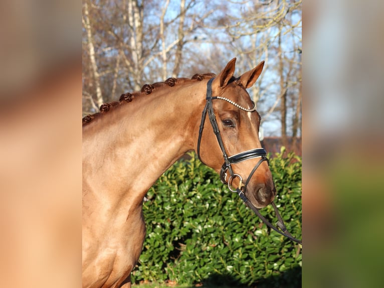 Hanovrien Hongre 5 Ans 168 cm Alezan in Selsingen