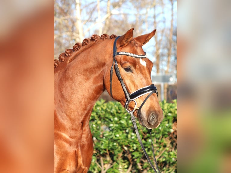 Hanovrien Hongre 5 Ans 168 cm Alezan in Selsingen