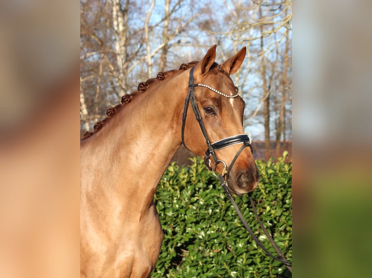 Hanovrien Hongre 5 Ans 168 cm Alezan in Selsingen