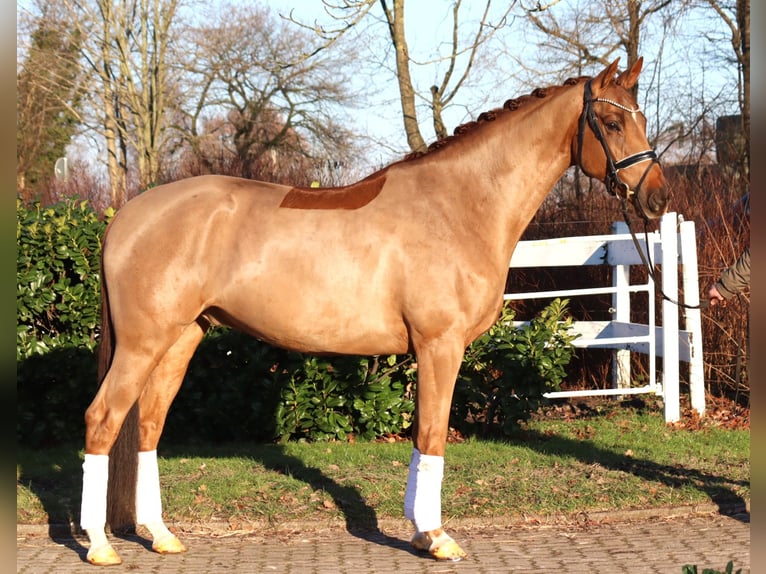 Hanovrien Hongre 5 Ans 168 cm Alezan in Selsingen
