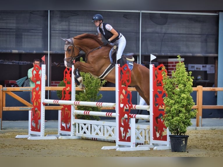 Hanovrien Hongre 5 Ans 168 cm Alezan in Dornburg