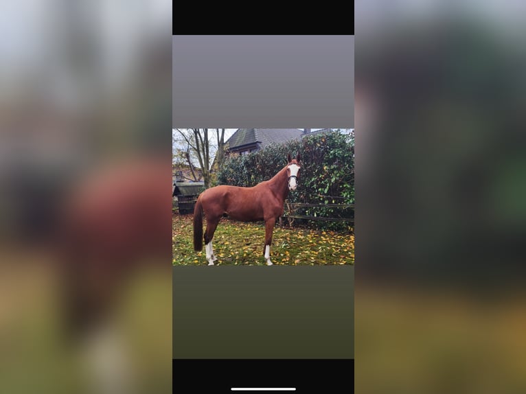 Hanovrien Hongre 5 Ans 168 cm Alezan in Bremen