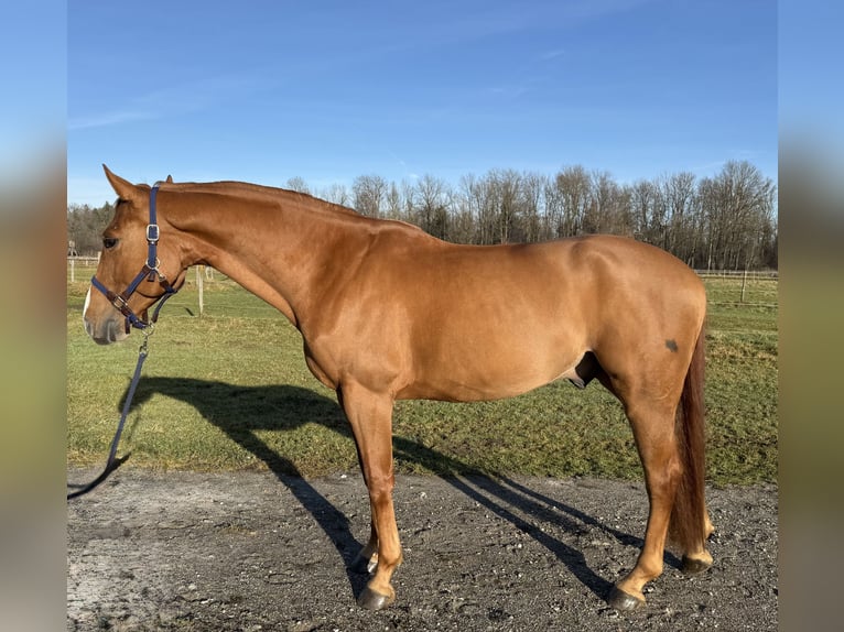 Hanovrien Hongre 5 Ans 168 cm Alezan in Kolbermoor