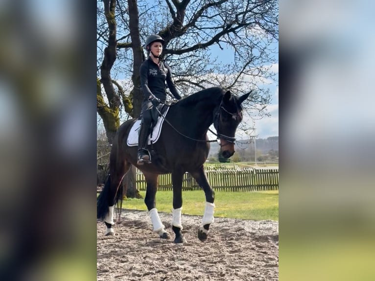 Hanovrien Hongre 5 Ans 168 cm Bai brun in Dransfeld