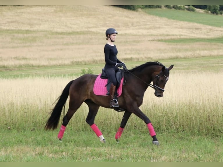 Hanovrien Hongre 5 Ans 168 cm Bai brun in Dransfeld