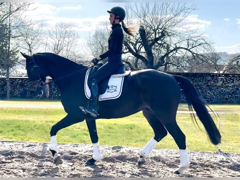 Hanovrien Hongre 5 Ans 168 cm Bai brun in Dransfeld