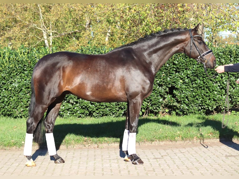 Hanovrien Hongre 5 Ans 168 cm Bai brun in Selsingen